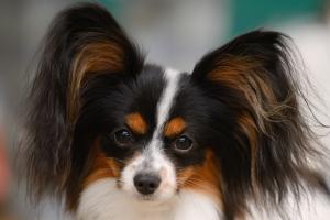 Бон Плезир Рейн Бон Плезир Рейн