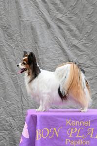 Бон Плезир Фей де Неж Бон Плезир Фей де Неж