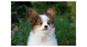 Бон Плезир Вилар Бон Плезир Вилар