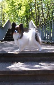 БОН ПЛЕЗИР ГАЯНА ЛА ФЕТЕ БОН ПЛЕЗИР ГАЯНА ЛА ФЕТЕ