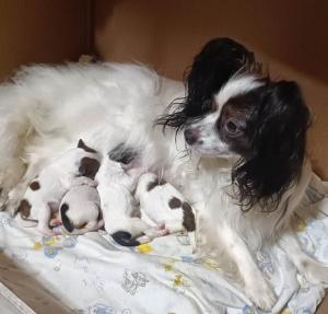 Щенки папийона (папильона) в питомнике Бон Плезир Щенки папийона (папильона) в питомнике Бон Плезир