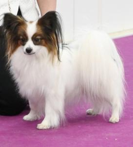 БОН ПЛЕЗИР ГАРНЕТТ РОЗЕ БОН ПЛЕЗИР ГАРНЕТТ РОЗЕ