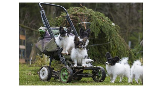Щенки папийона (папильона) в питомнике Бон Плезир Щенки папийона (папильона) в питомнике Бон Плезир