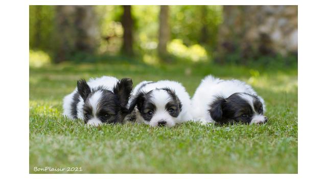 Щенки папийона (папильона) в питомнике Бон Плезир Щенки папийона (папильона) в питомнике Бон Плезир