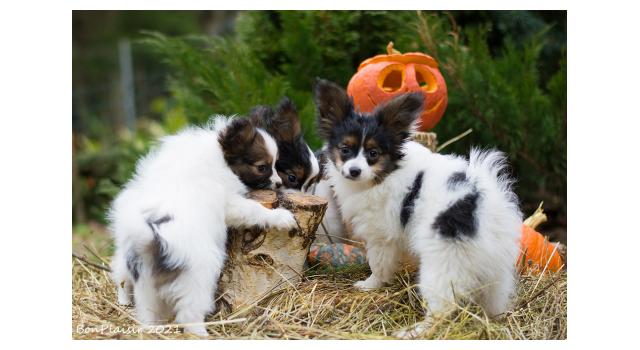 Щенки папийона (папильона) в питомнике Бон Плезир Щенки папийона (папильона) в питомнике Бон Плезир
