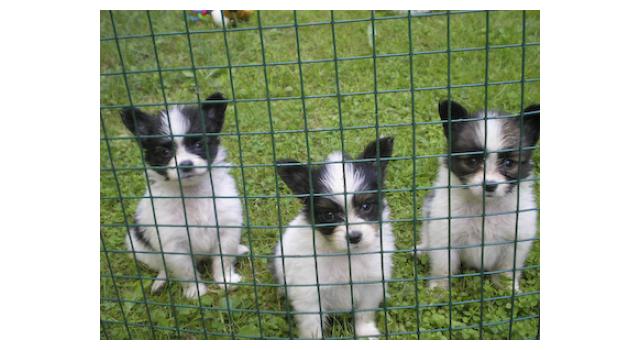 Щенки папийона (папильона) в питомнике Бон Плезир Щенки папийона (папильона) в питомнике Бон Плезир