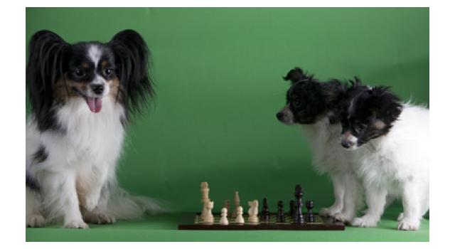 Щенки папийона (папильона) в питомнике Бон Плезир Щенки папийона (папильона) в питомнике Бон Плезир