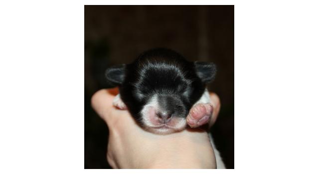Щенки папийона (папильона) в питомнике Бон Плезир Щенки папийона (папильона) в питомнике Бон Плезир