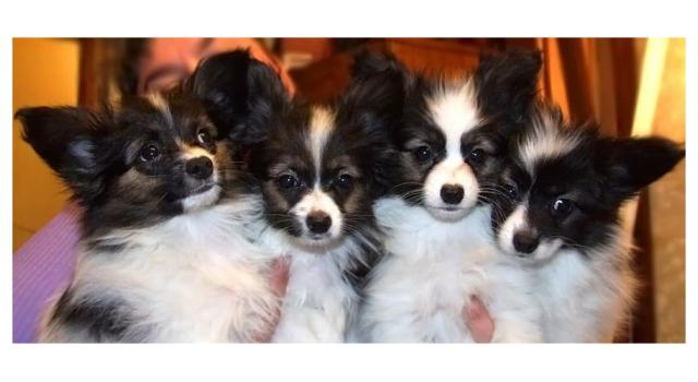 Щенки папийона (папильона) в питомнике Бон Плезир Щенки папийона (папильона) в питомнике Бон Плезир