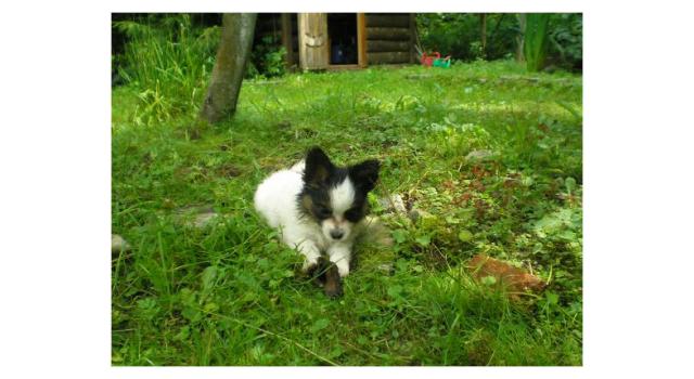 Щенки папийона (папильона) в питомнике Бон Плезир Щенки папийона (папильона) в питомнике Бон Плезир