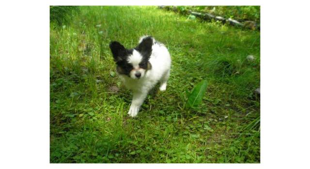 Щенки папийона (папильона) в питомнике Бон Плезир Щенки папийона (папильона) в питомнике Бон Плезир