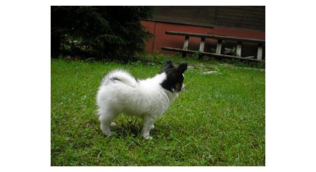 Щенки папийона (папильона) в питомнике Бон Плезир Щенки папийона (папильона) в питомнике Бон Плезир