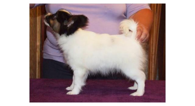 Щенки папийона (папильона) в питомнике Бон Плезир Щенки папийона (папильона) в питомнике Бон Плезир