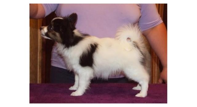 Щенки папийона (папильона) в питомнике Бон Плезир Щенки папийона (папильона) в питомнике Бон Плезир