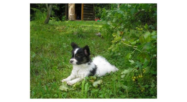 Щенки папийона (папильона) в питомнике Бон Плезир Щенки папийона (папильона) в питомнике Бон Плезир