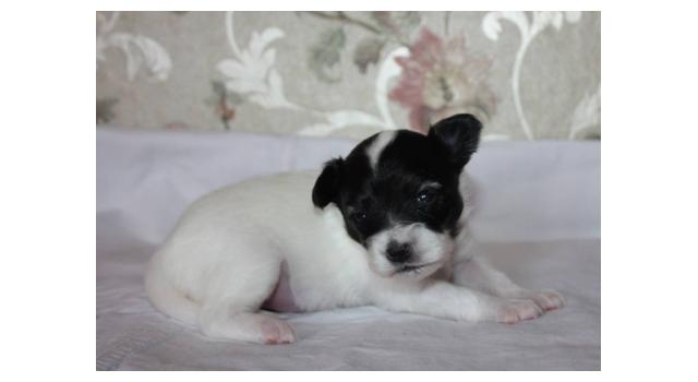 Щенки папийона (папильона) в питомнике Бон Плезир Щенки папийона (папильона) в питомнике Бон Плезир