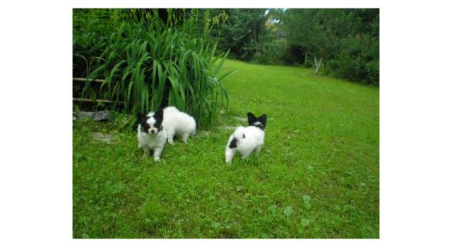 Щенки папийона (папильона) в питомнике Бон Плезир Щенки папийона (папильона) в питомнике Бон Плезир