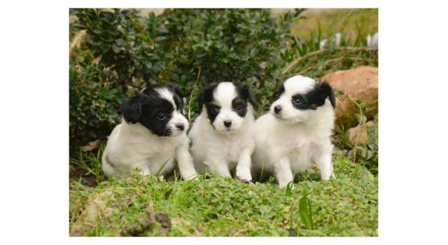 Щенки папийона (папильона) в питомнике Бон Плезир Щенки папийона (папильона) в питомнике Бон Плезир