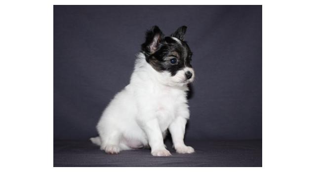 Щенки папийона (папильона) в питомнике Бон Плезир Щенки папийона (папильона) в питомнике Бон Плезир