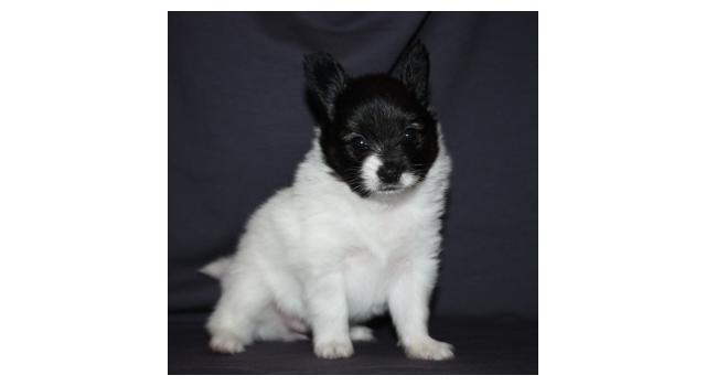 Щенки папийона (папильона) в питомнике Бон Плезир Щенки папийона (папильона) в питомнике Бон Плезир