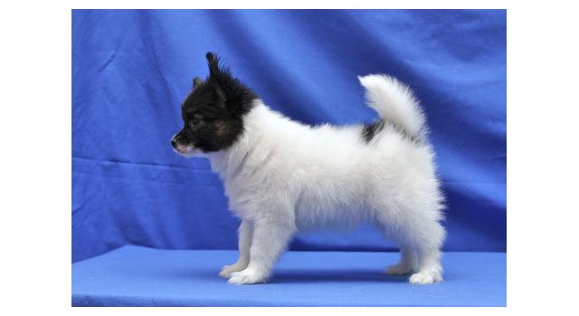 Щенки папийона (папильона) в питомнике Бон Плезир Щенки папийона (папильона) в питомнике Бон Плезир