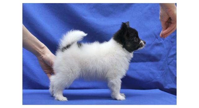 Щенки папийона (папильона) в питомнике Бон Плезир Щенки папийона (папильона) в питомнике Бон Плезир