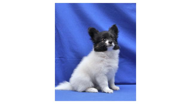 Щенки папийона (папильона) в питомнике Бон Плезир Щенки папийона (папильона) в питомнике Бон Плезир