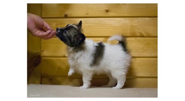 Щенки папийона (папильона) в питомнике Бон Плезир Щенки папийона (папильона) в питомнике Бон Плезир