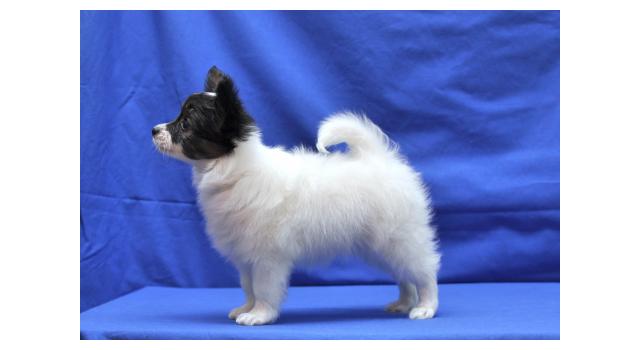 Щенки папийона (папильона) в питомнике Бон Плезир Щенки папийона (папильона) в питомнике Бон Плезир