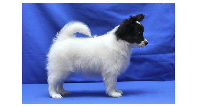 Щенки папийона (папильона) в питомнике Бон Плезир Щенки папийона (папильона) в питомнике Бон Плезир