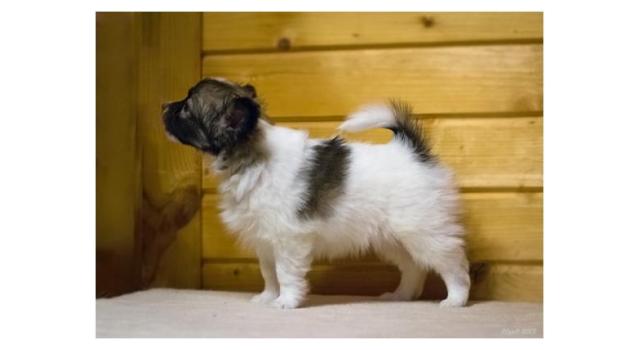 Щенки папийона (папильона) в питомнике Бон Плезир Щенки папийона (папильона) в питомнике Бон Плезир