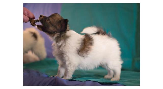 Щенки папийона (папильона) в питомнике Бон Плезир Щенки папийона (папильона) в питомнике Бон Плезир