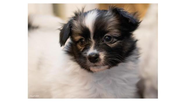 Щенки папийона (папильона) в питомнике Бон Плезир Щенки папийона (папильона) в питомнике Бон Плезир