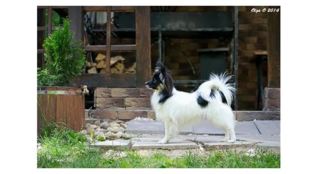 Щенки папийона (папильона) в питомнике Бон Плезир Щенки папийона (папильона) в питомнике Бон Плезир