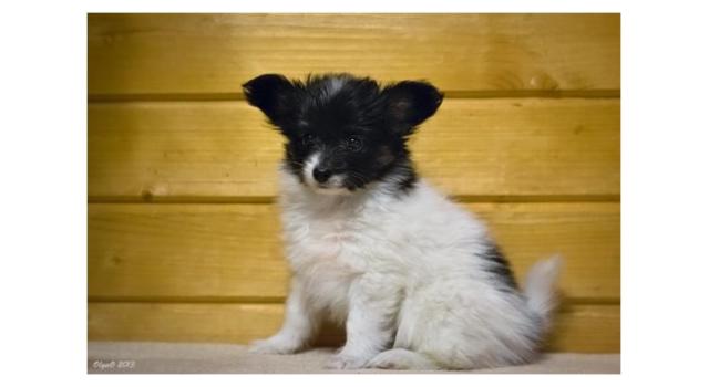 Щенки папийона (папильона) в питомнике Бон Плезир Щенки папийона (папильона) в питомнике Бон Плезир