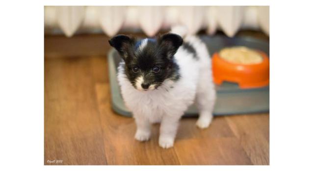 Щенки папийона (папильона) в питомнике Бон Плезир Щенки папийона (папильона) в питомнике Бон Плезир