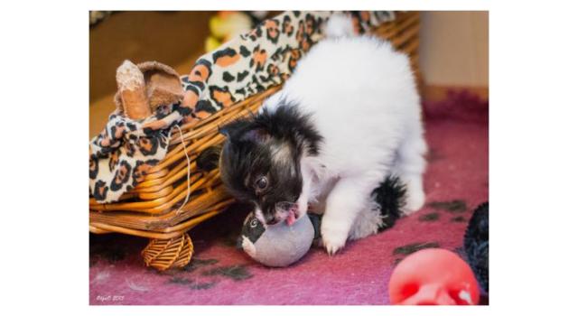 Щенки папийона (папильона) в питомнике Бон Плезир Щенки папийона (папильона) в питомнике Бон Плезир