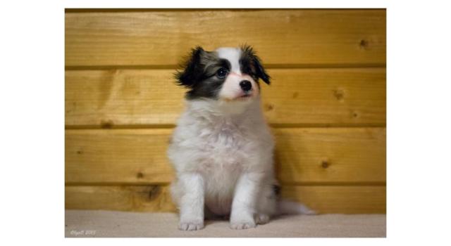 Щенки папийона (папильона) в питомнике Бон Плезир Щенки папийона (папильона) в питомнике Бон Плезир