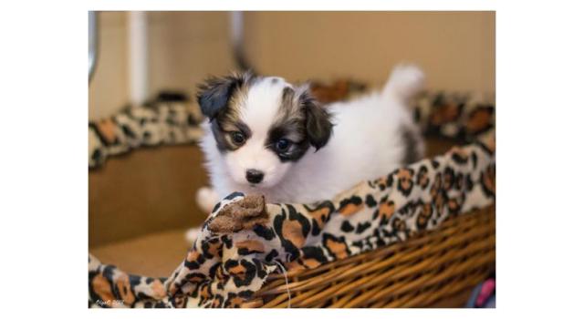 Щенки папийона (папильона) в питомнике Бон Плезир Щенки папийона (папильона) в питомнике Бон Плезир