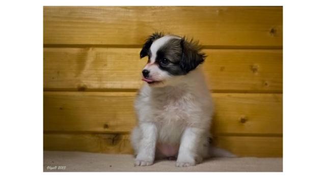 Щенки папийона (папильона) в питомнике Бон Плезир Щенки папийона (папильона) в питомнике Бон Плезир