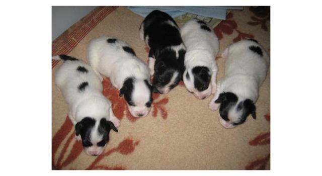 Щенки папийона (папильона) в питомнике Бон Плезир Щенки папийона (папильона) в питомнике Бон Плезир