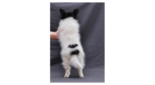 Щенки папийона (папильона) в питомнике Бон Плезир Щенки папийона (папильона) в питомнике Бон Плезир