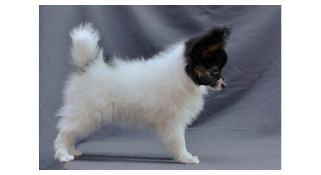 Щенки папийона (папильона) в питомнике Бон Плезир Щенки папийона (папильона) в питомнике Бон Плезир