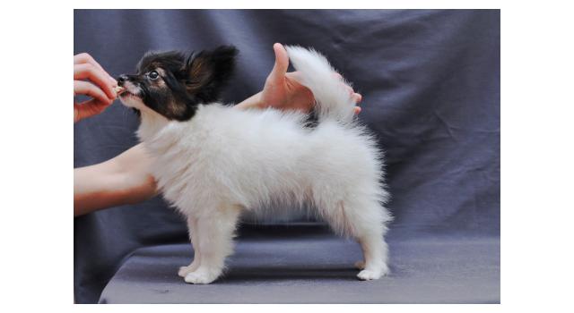 Щенки папийона (папильона) в питомнике Бон Плезир Щенки папийона (папильона) в питомнике Бон Плезир