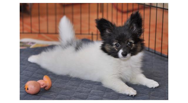 Щенки папийона (папильона) в питомнике Бон Плезир Щенки папийона (папильона) в питомнике Бон Плезир