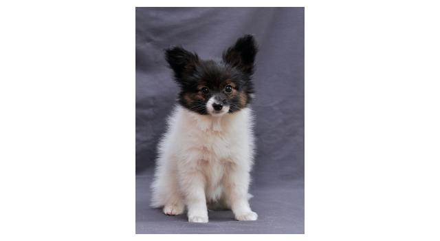 Щенки папийона (папильона) в питомнике Бон Плезир Щенки папийона (папильона) в питомнике Бон Плезир