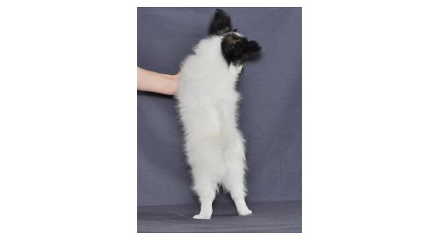 Щенки папийона (папильона) в питомнике Бон Плезир Щенки папийона (папильона) в питомнике Бон Плезир