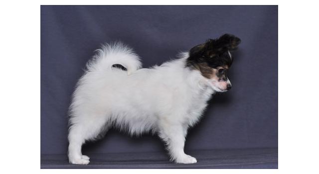 Щенки папийона (папильона) в питомнике Бон Плезир Щенки папийона (папильона) в питомнике Бон Плезир