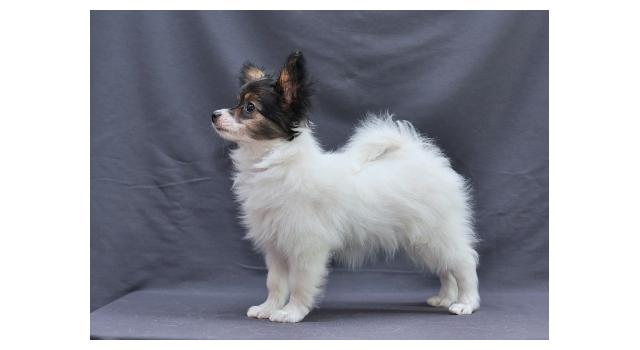 Щенки папийона (папильона) в питомнике Бон Плезир Щенки папийона (папильона) в питомнике Бон Плезир