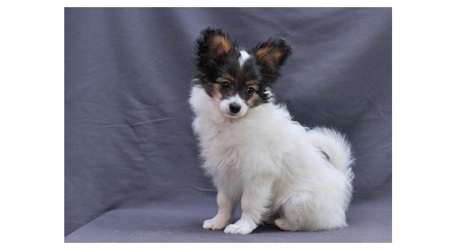 Щенки папийона (папильона) в питомнике Бон Плезир Щенки папийона (папильона) в питомнике Бон Плезир